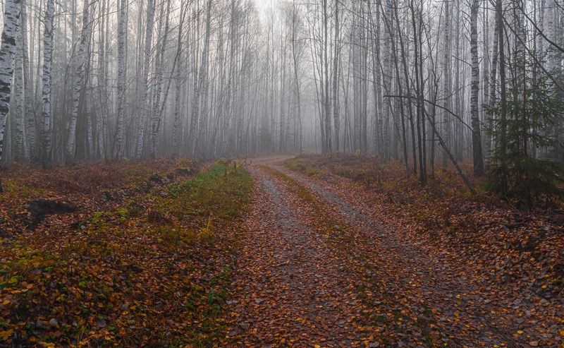 В осеннем лесуphoto preview