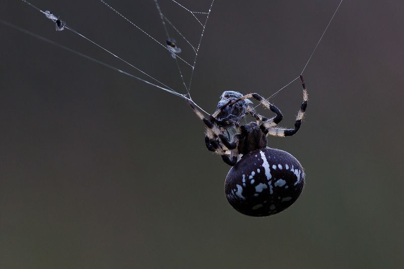 wildlife, insects,насекомые, пауки, крестовик, araneus Dinner timephoto preview