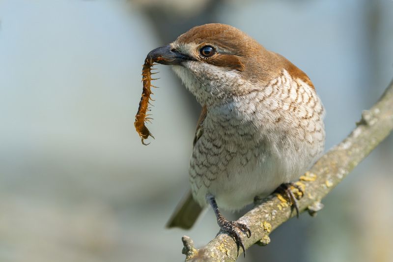 жулан обыкновенный Истребительphoto preview