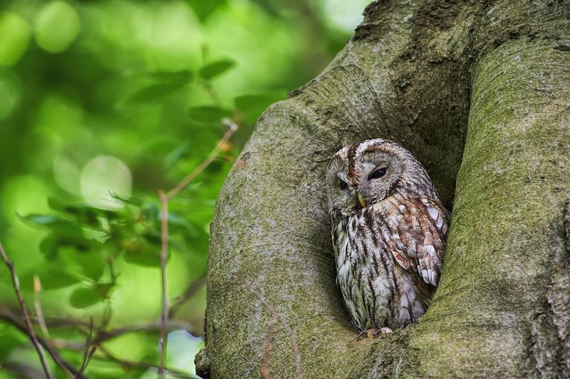 nature, wildlife, birds, owls ***photo preview