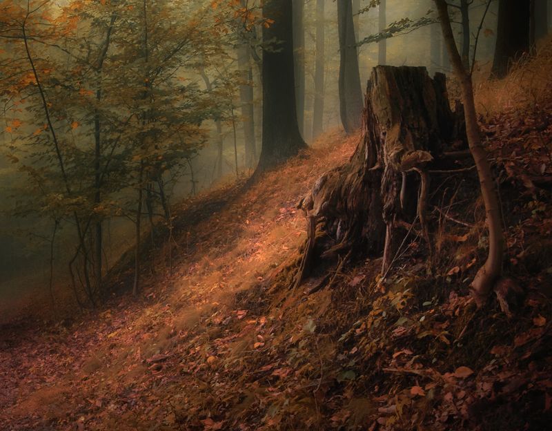 forest nooks...photo preview