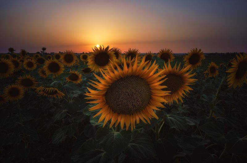#sunflower #sunset #spain #sunstar #summer SUNFLOWERSphoto preview