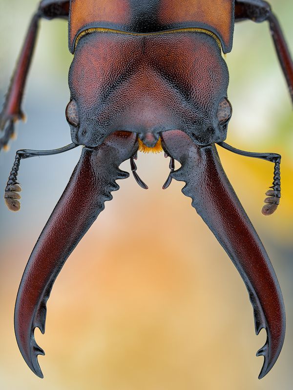 irass, waledzik, nat geo, olympus, close up, macro, extreme macro, макро Prosopocoilus mohnikei.photo preview