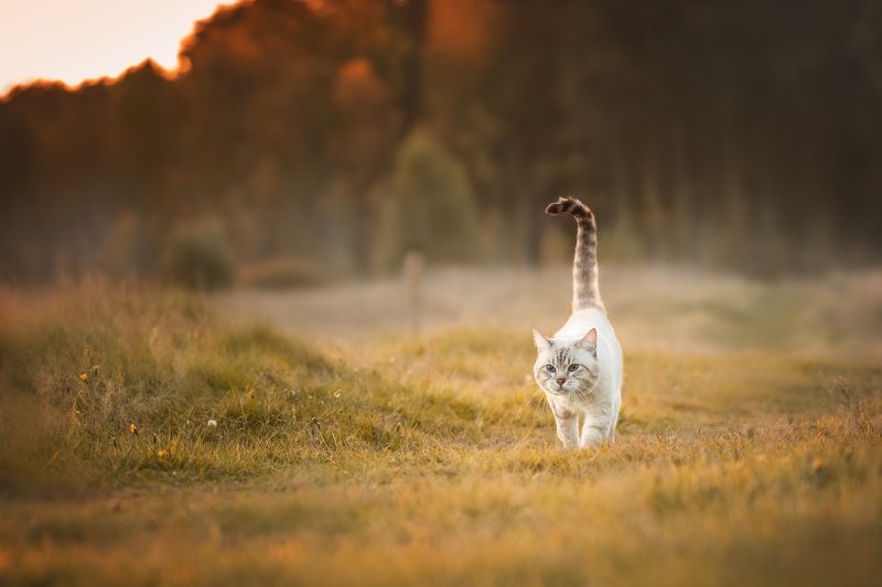 кот, осень Есть в осени первоначальной короткая, но дивная пора...photo preview