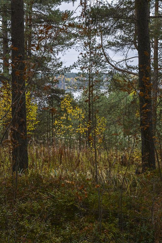 Осенний лес.photo preview