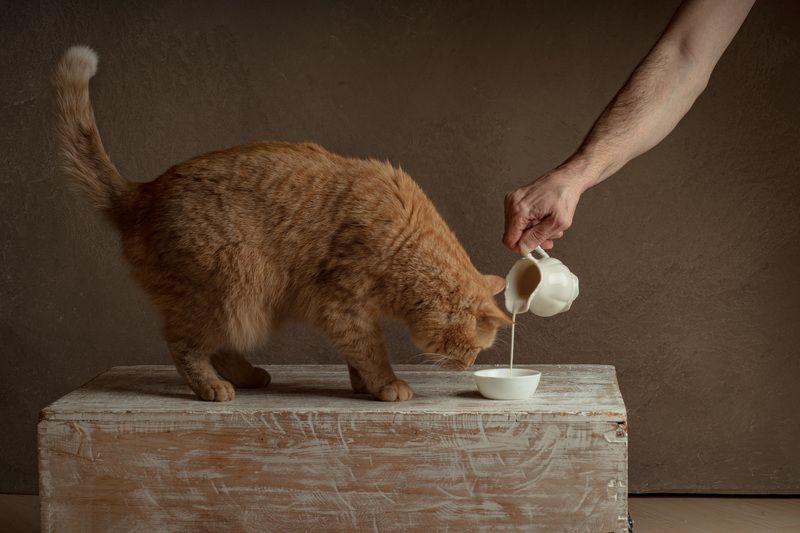 red, cat, milk, food,  animal, pet, feline, kitten, domestic, fur, red, orange, animals, pets, mammal, kitty, cats, tabby, ginger, furry, sleep, eyes, looking, fluffy, adorable, cute, hair, whiskers red cat got food milkphoto preview