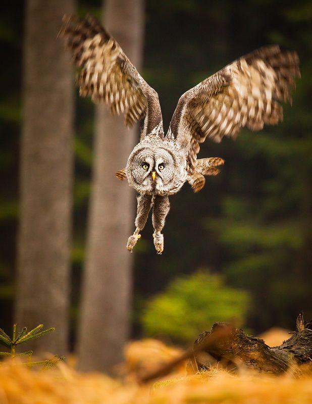 Бородатая соваphoto preview