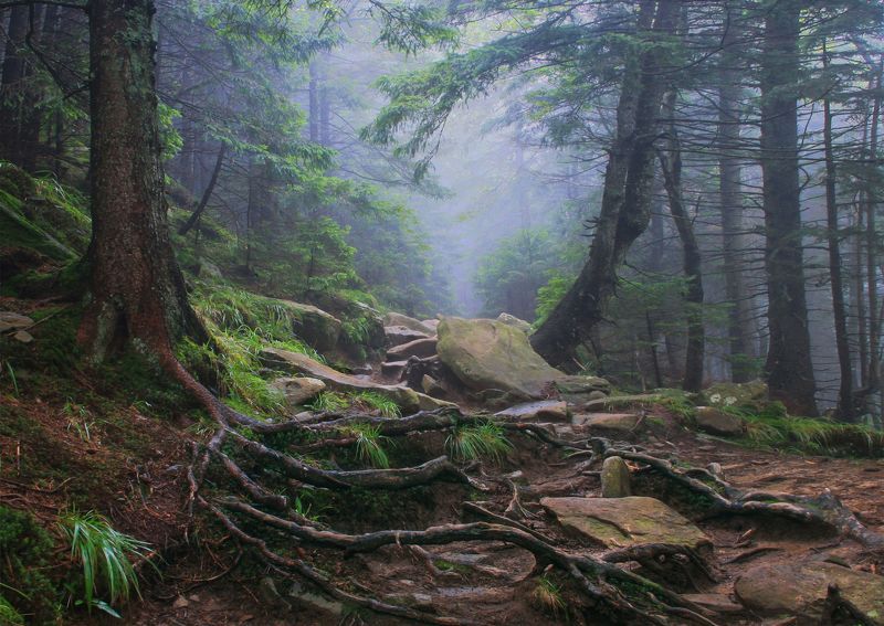 Корниphoto preview