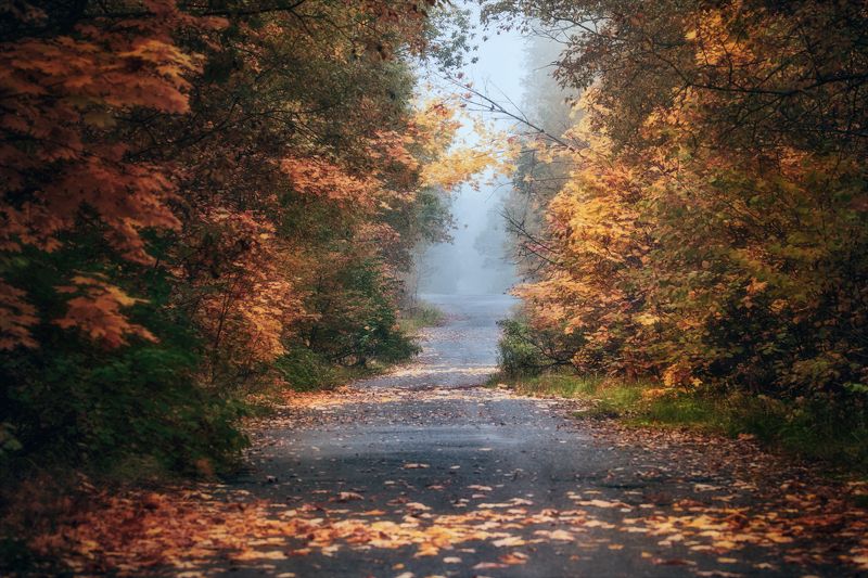 Здесь тихо бродит Осень.photo preview