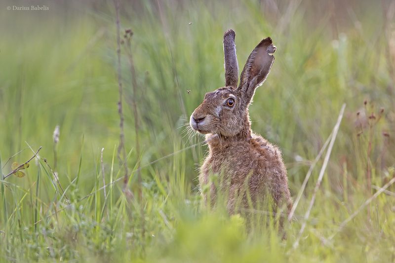 Заяцphoto preview