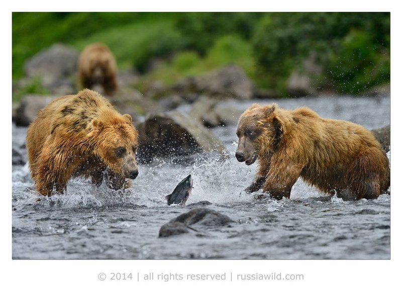 Дикая природа россии, Камбальная река, Медведи, Нерка Ребята, где тут вечеринка?photo preview