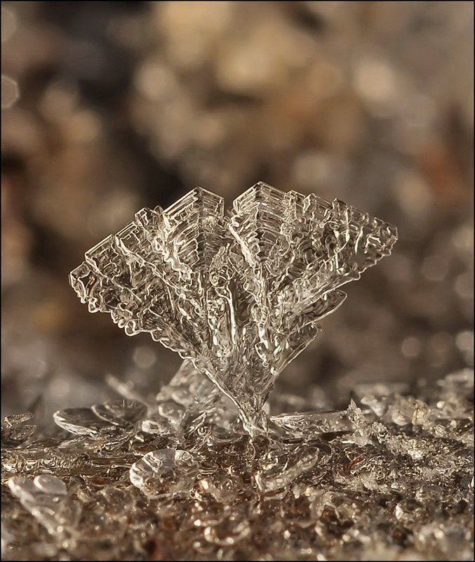 Оскар...photo preview