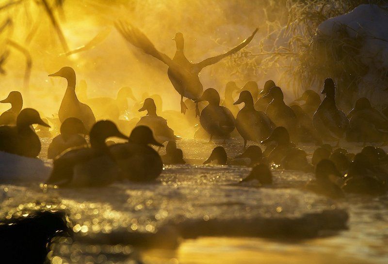 птицы, утки, природа, город, зима, январь, пар, лучи солнце, мороз, холод, россия, карелия, birds, ducks, nature, city, winter, january, steam, sun, frost, cold, russia, karelia Утки в золотомphoto preview