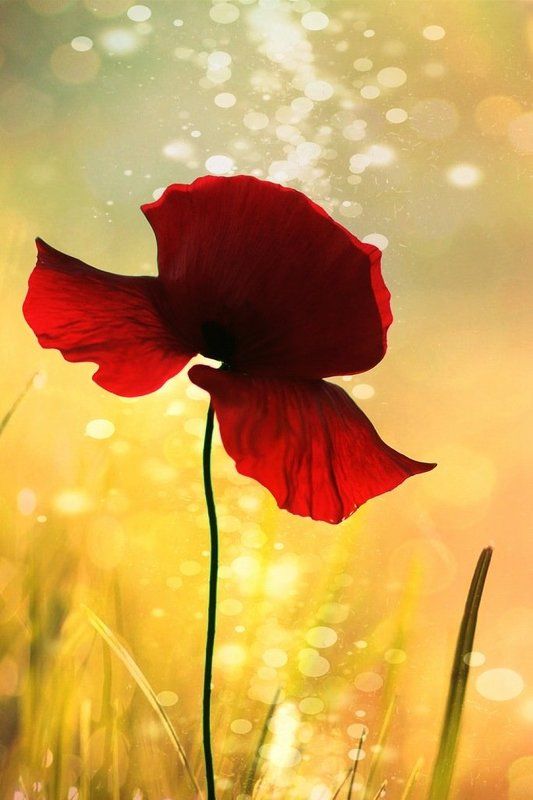 Маки, Природа, Цветы Они - из солнечного света...photo preview