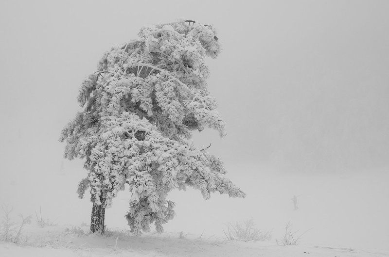 Белое безмолвиеphoto preview