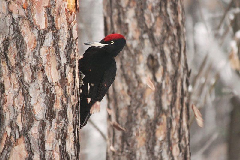 специалист деревообрабатывающаяphoto preview