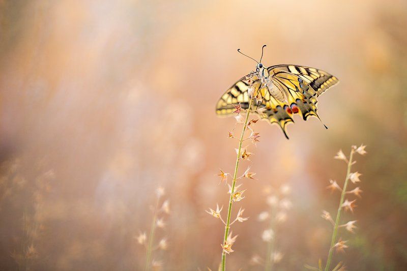 canon, 5dmkii, 100mm l is f2.8, macro, insects, butterflies, mantis, 600d Summer beautiesphoto preview