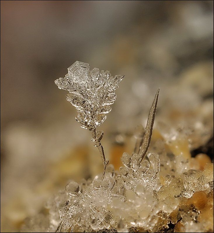 Близнецы...photo preview