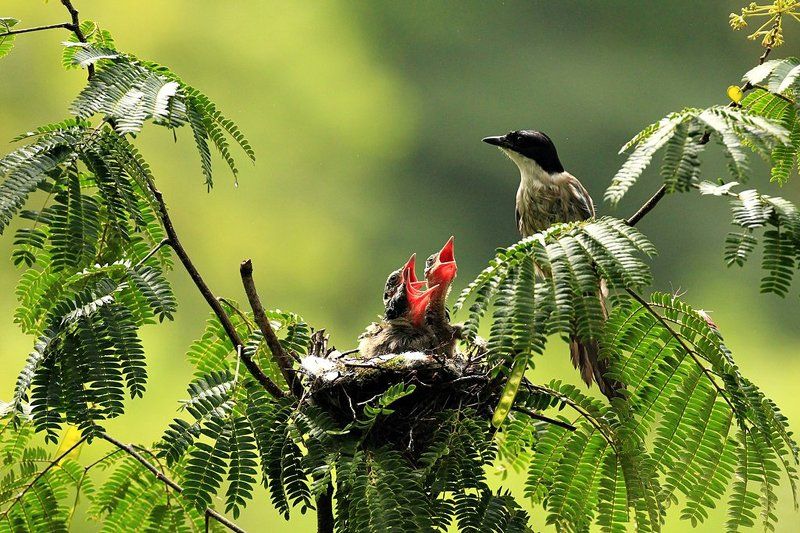 indifferencephoto preview