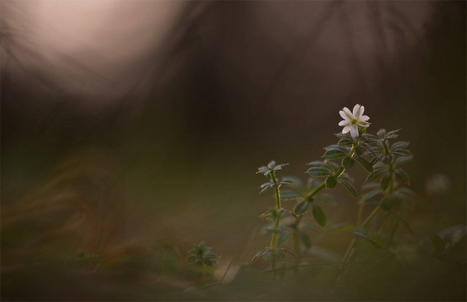 Противостояние ноябрю.... Автор: Геннадий Мещеряков , Геннадий Мещеряков