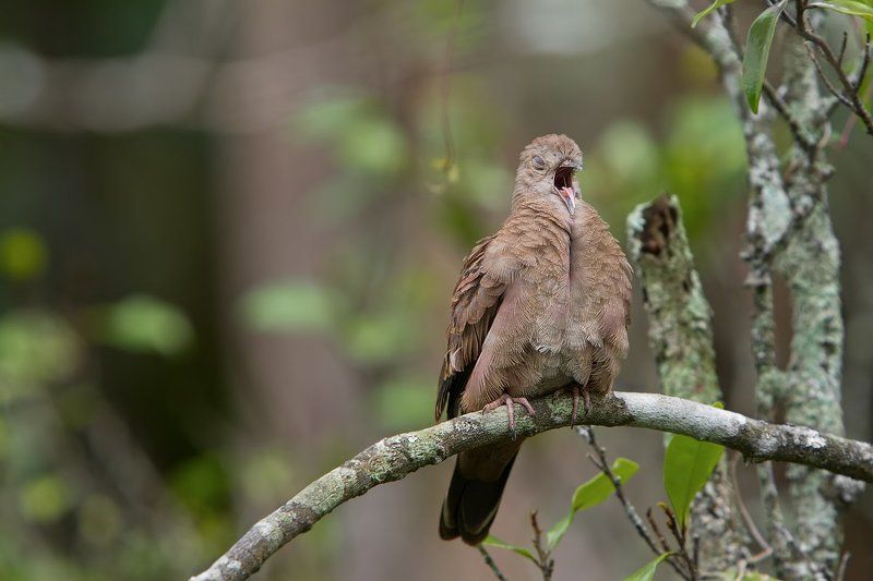 Brazil, Бразилия, Птицы, Румяная горлица Символ мираphoto preview