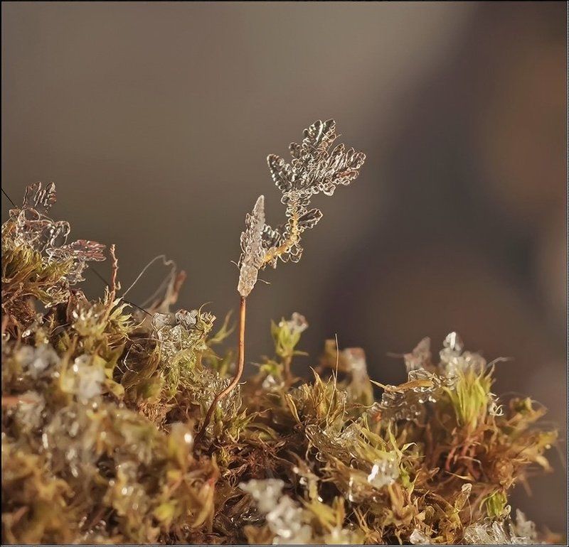 Принимающие свет...photo preview