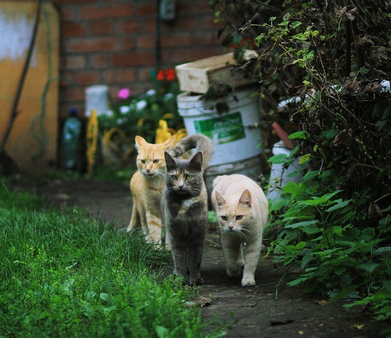 Кошачий взгляд фото превью