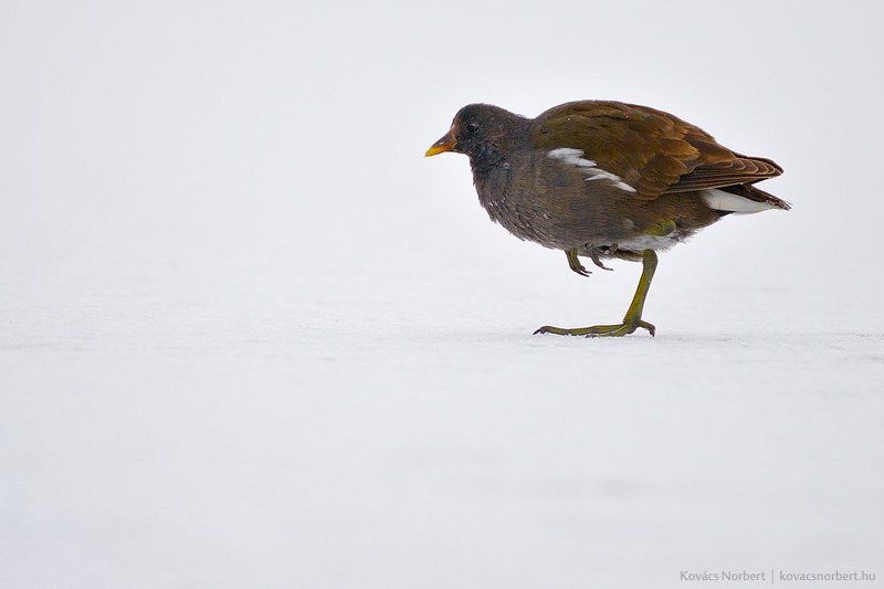 Sneakerphoto preview