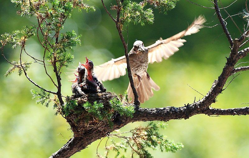 Hypsipetes amaurotisphoto preview