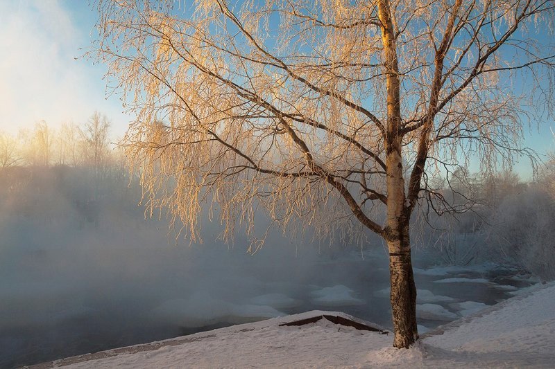 Про березуphoto preview