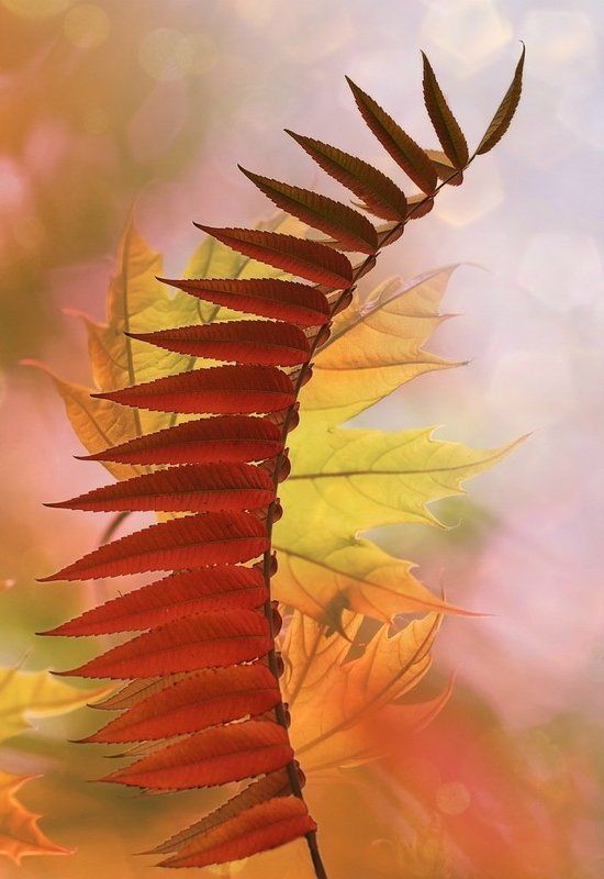 Листья, Осень, Природа И рыжая тоже...photo preview