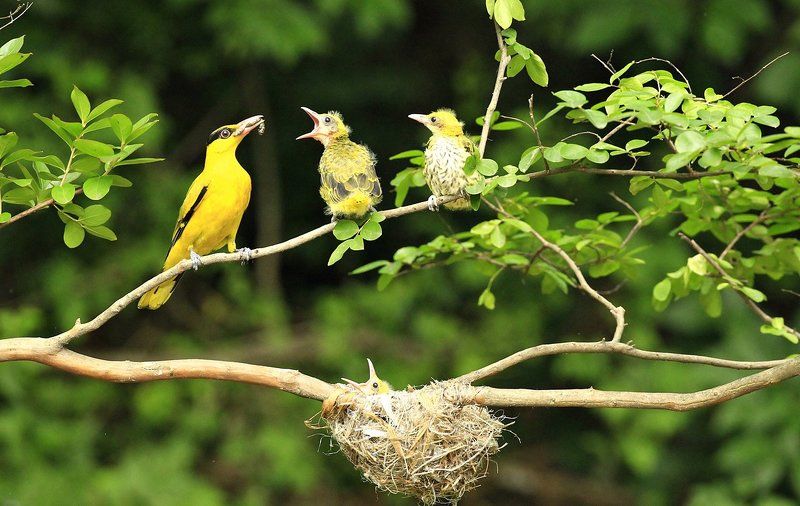 Mother\'s dayphoto preview