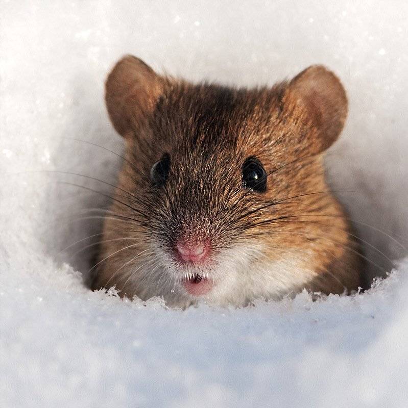 , Валерий Субачев