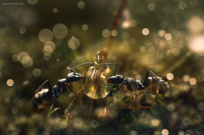 На брудершафтphoto preview