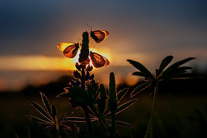 Про летоphoto preview