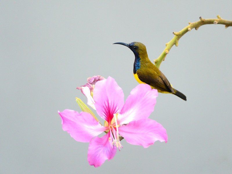 Borneo, Дикие животные Last trip in Borneo nov-dic 2013photo preview