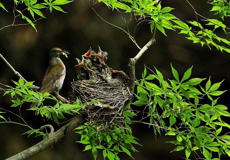 Mother\'s lovephoto preview