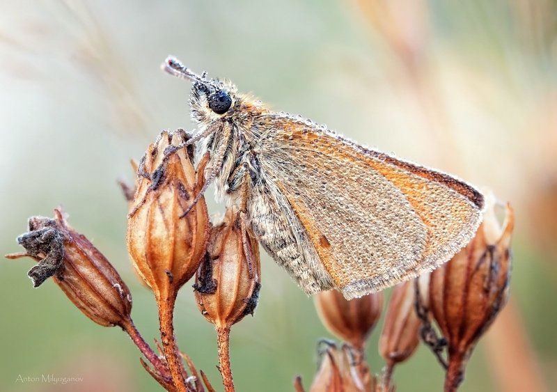 Макро, Макро красота, Макро природа, Насекомое, Природа Точка росыphoto preview