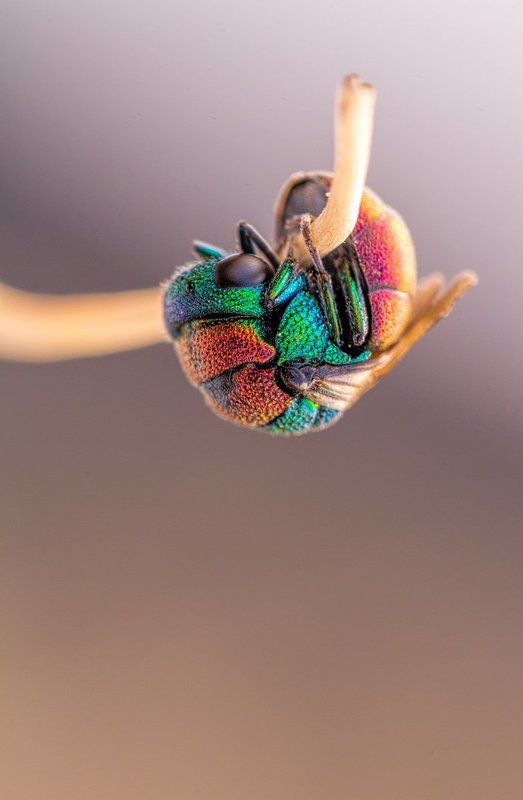 canon, 100mm l is f2.8, macro, hymenoptera, wasps, solitary wasps, 5dmkii, 600d, Hymenoptera 2013photo preview