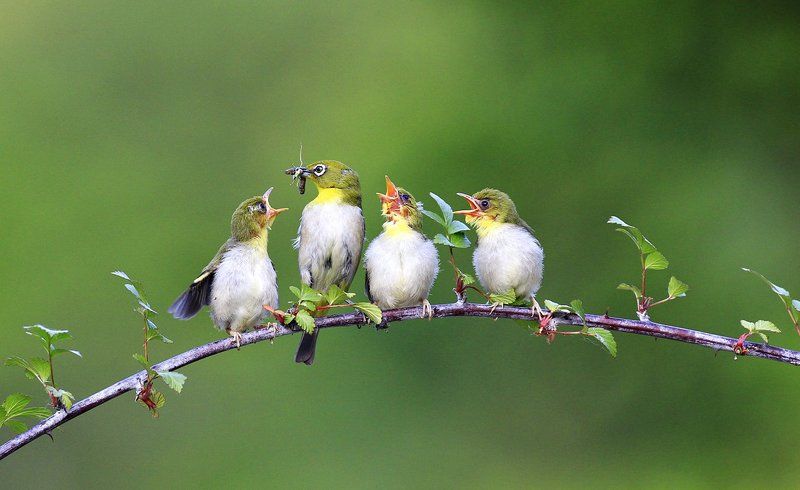 Zosterops japonicusphoto preview