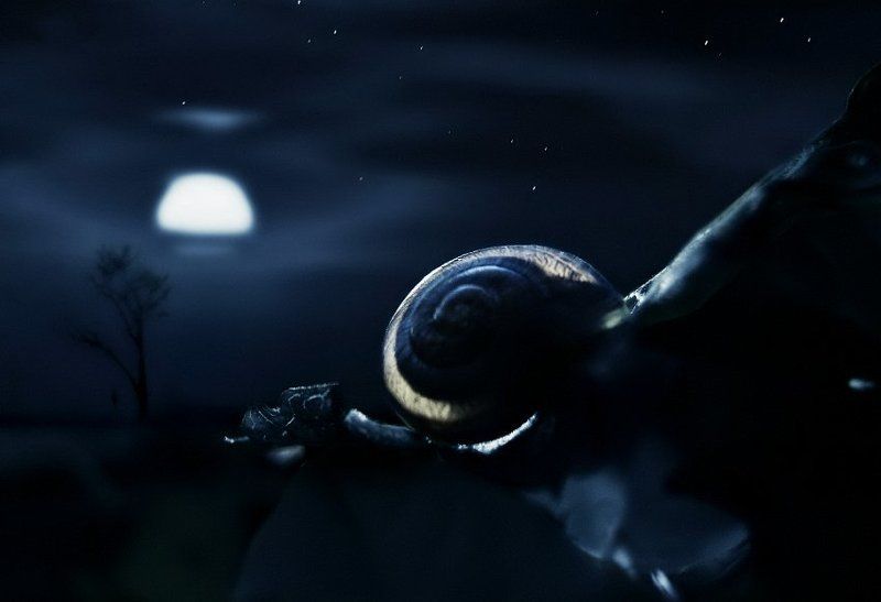 wake,snail,night,tragedy, Snail Sleepphoto preview