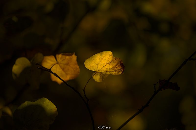 fall, autumn, leaves, foliage, dark, low key Dancing in the darkphoto preview
