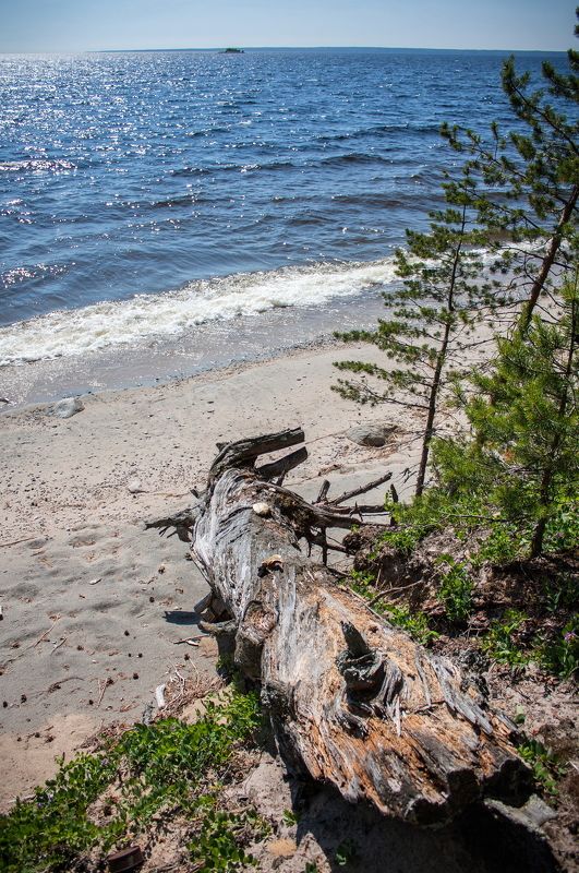 карелия, вода, дерево, озеро, песок, пляж после шторма фото превью