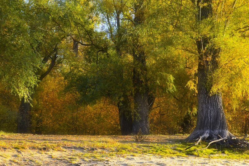 Под сенью старых тополей.photo preview