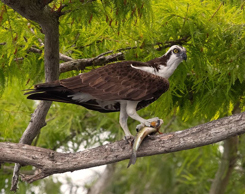 cкопа, osprey, florida, хищные птицы Osprey - Скопаphoto preview