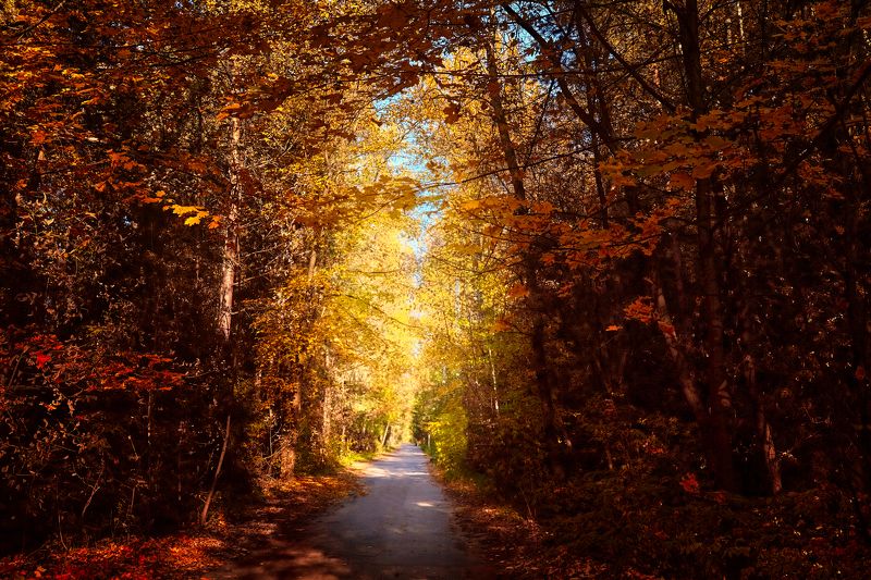 Мелодия осени.. фото превью