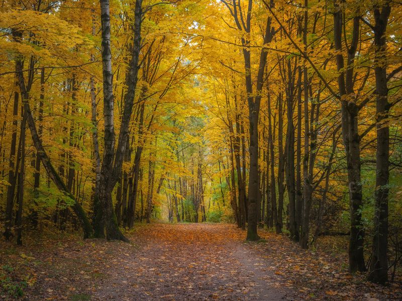 Осеньphoto preview