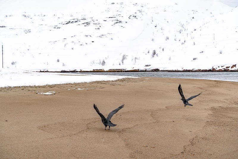 russian; mountains; murmansk region; russian federation; snowy; panorama; panoramic; ship graveyard; coast; scenic; background; blue; ocean; outdoor; sky; natural; view; beauty; beach; frozen; landscape; travel; murmansk; rock; kola peninsula; arctic circ natural attractions of the Barents sea coastphoto preview