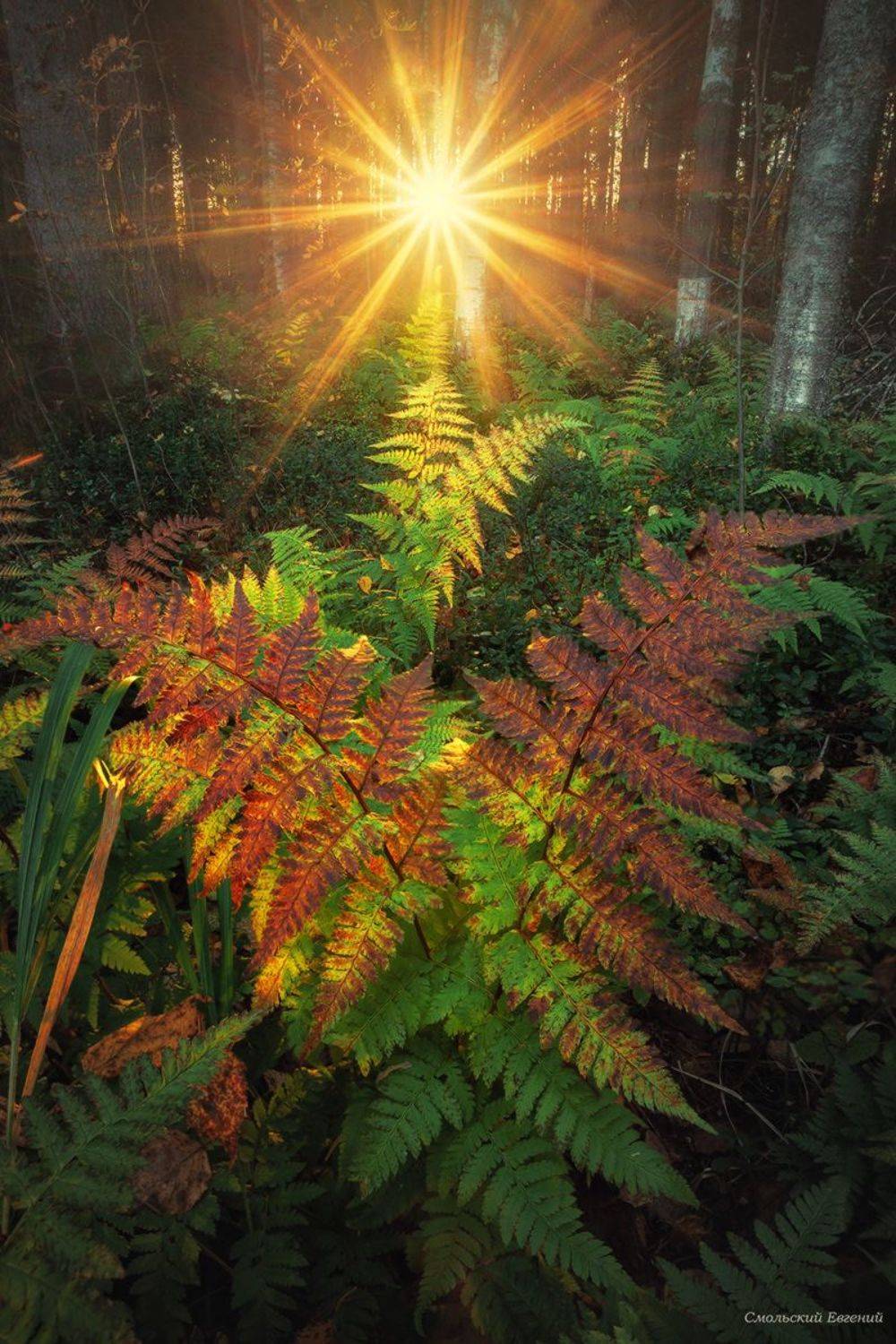 папоротник, лес, осень., Смольский Евгений