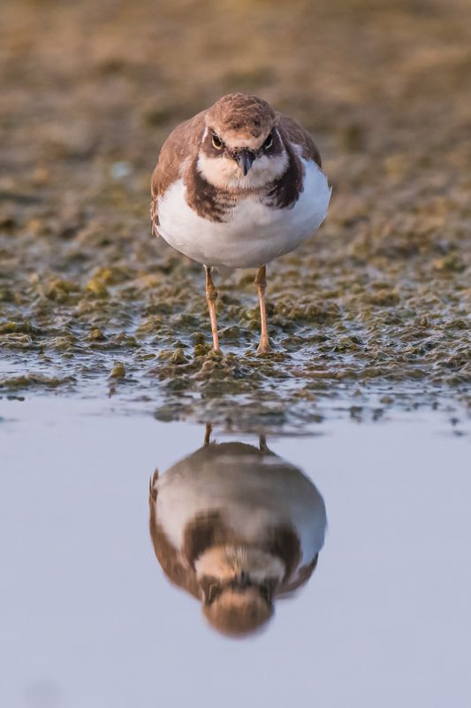 Narcisophoto preview